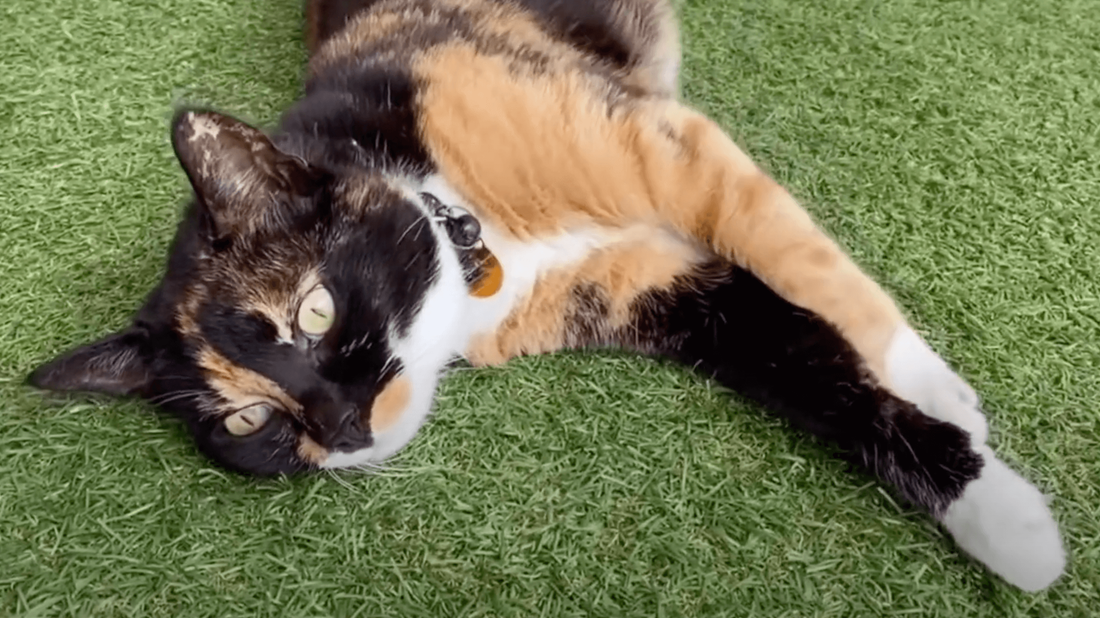 cat lounging on artificial grass