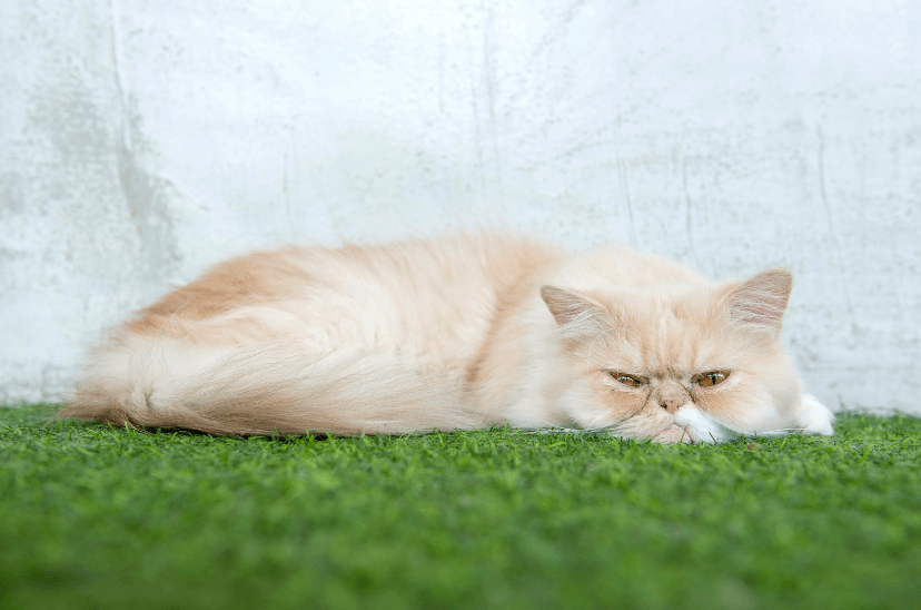 grumpy cat laying on fake grass