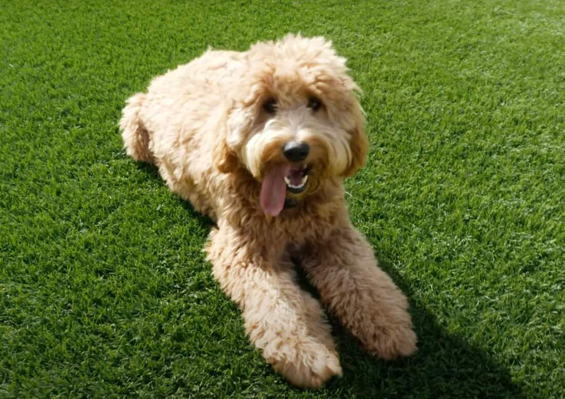 golden doodle dog lounging on fake lawn