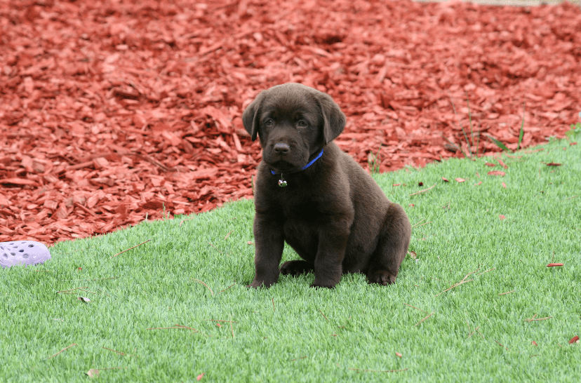 chocolate lab puppy sitting on artificial lawn