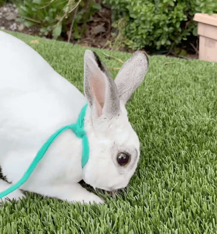 bunny on leash sniffing artificial lawn